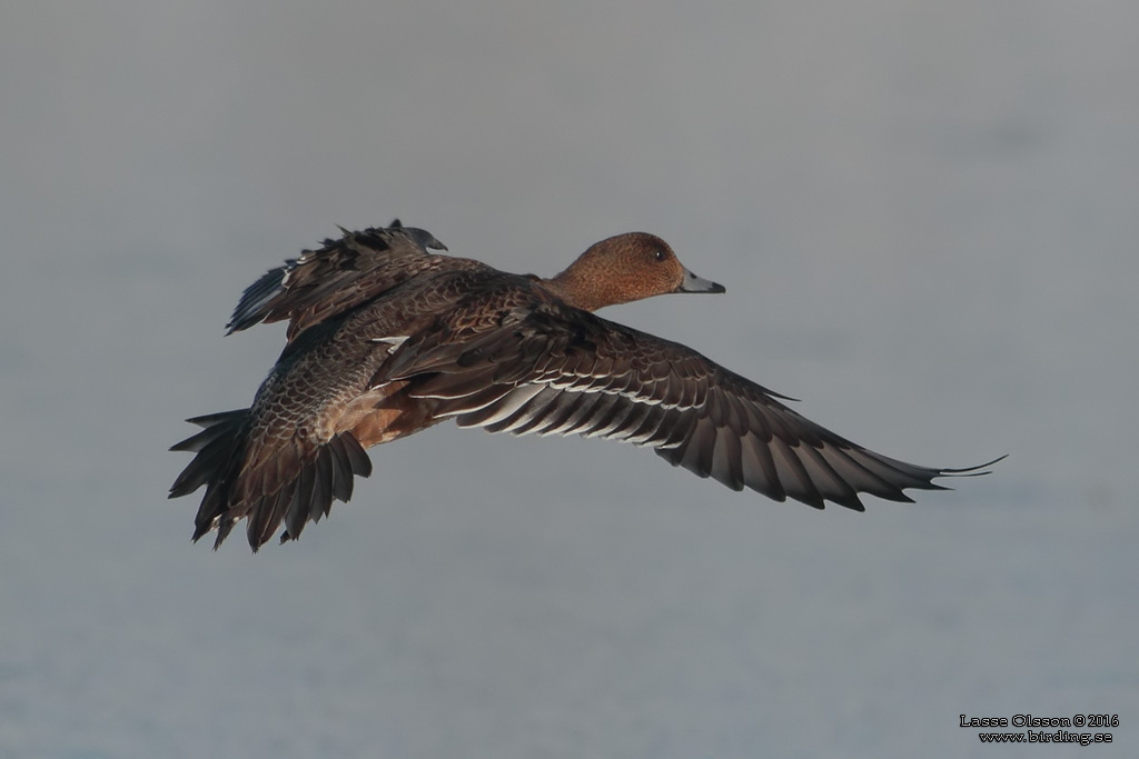 BLSAND / EURASIAN WIGEON (Mareca penelope) - Stng / Close