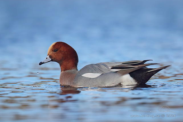 BLÄSAND / EURASIAN WIGEON (Mareca penelope) - stor bild / full size