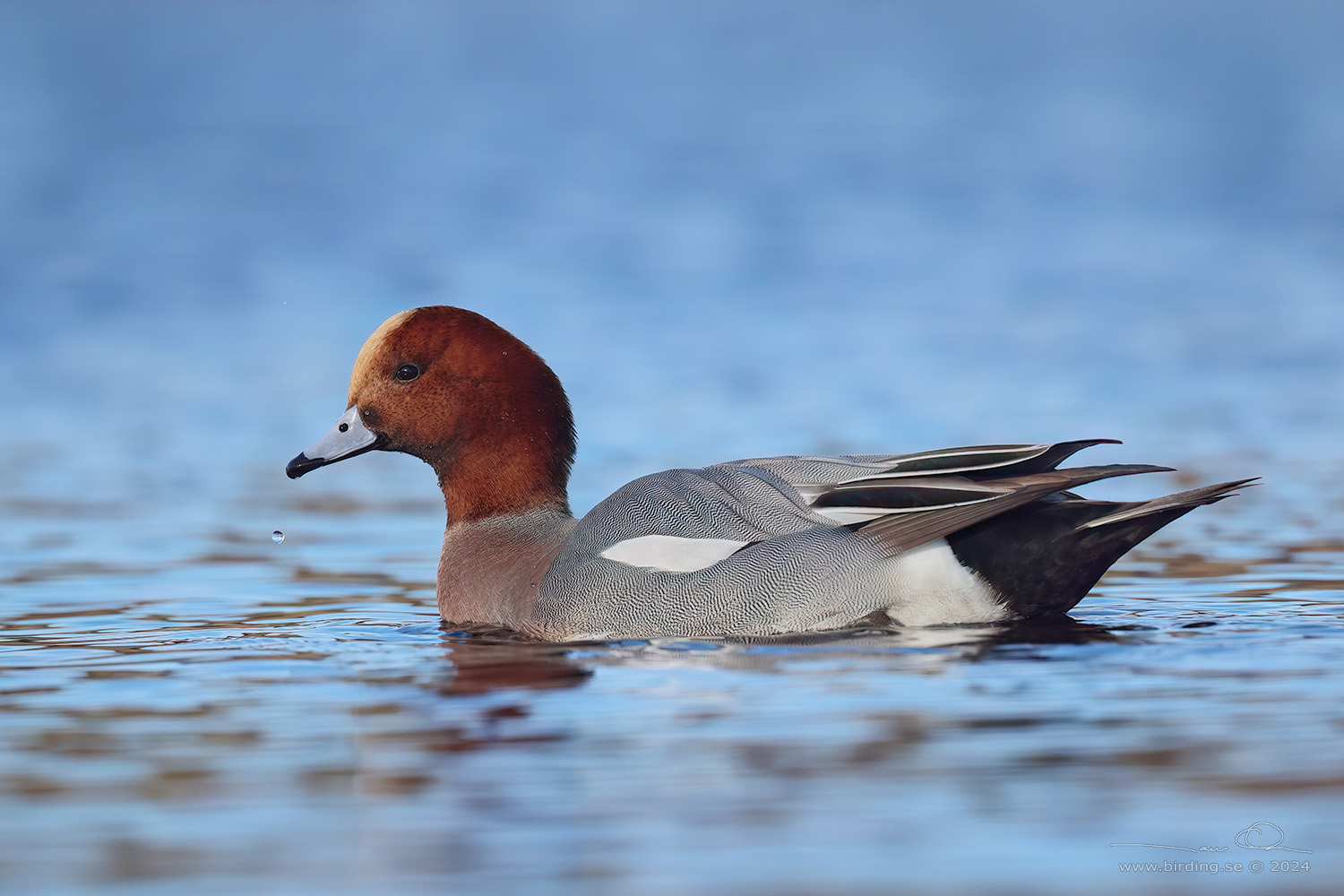 BLSAND / EURASIAN WIGEON (Mareca penelope) - Stng / Close