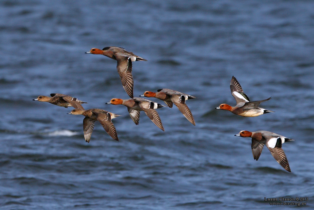 BLSAND / EURASIAN WIGEON (Mareca penelope) - Stng / Close