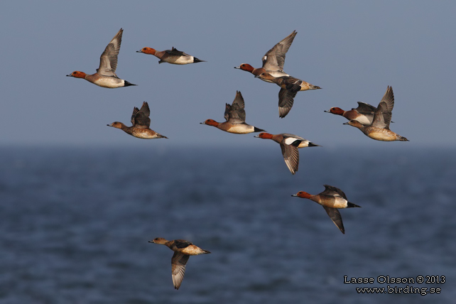 BLÄSAND / EURASIAN WIGEON (Mareca penelope) - stor bild / full size