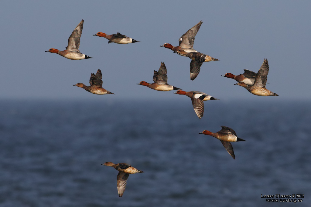 BLSAND / EURASIAN WIGEON (Mareca penelope) - Stng / Close