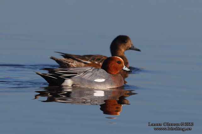 BLÄSAND / EURASIAN WIGEON (Mareca penelope) - stor bild / full size