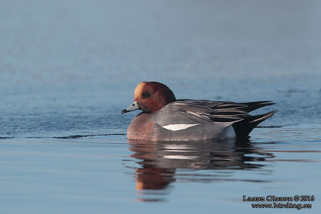 BLÄSAND / EURASIAN WIGEON (Mareca penelope) - stor bild / full size