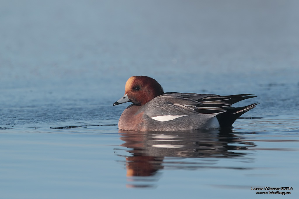 BLSAND / EURASIAN WIGEON (Mareca penelope) - Stng / Close