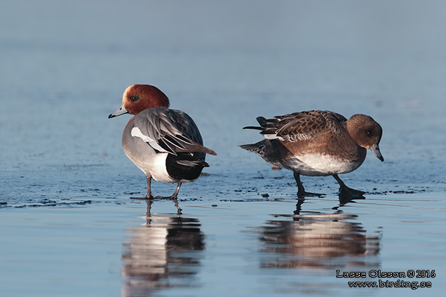 BLÄSAND / EURASIAN WIGEON (Mareca penelope) - stor bild / full size