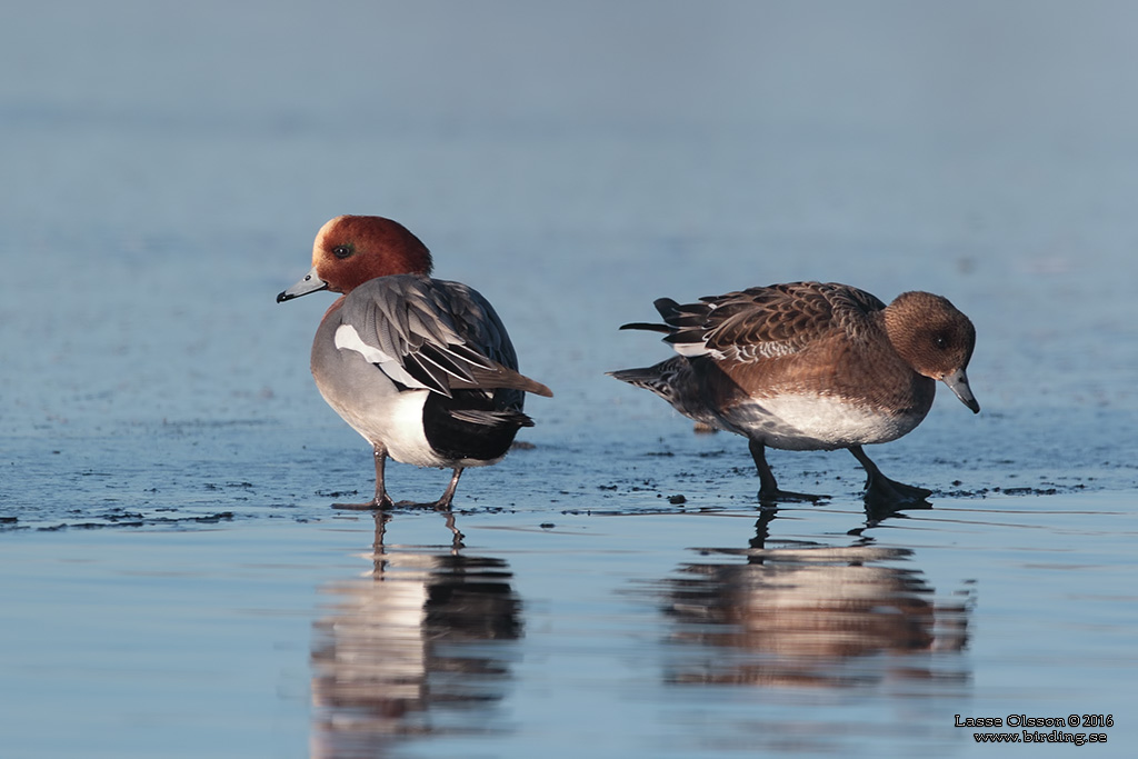 BLSAND / EURASIAN WIGEON (Mareca penelope) - Stng / Close