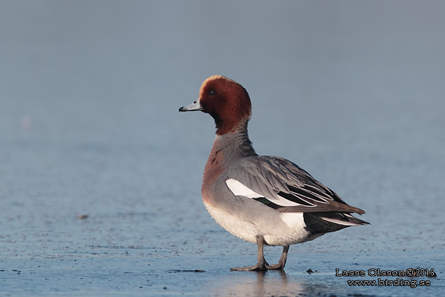 BLÄSAND / EURASIAN WIGEON (Mareca penelope) - stor bild / full size