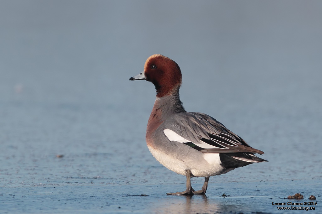 BLSAND / EURASIAN WIGEON (Mareca penelope) - Stng / Close