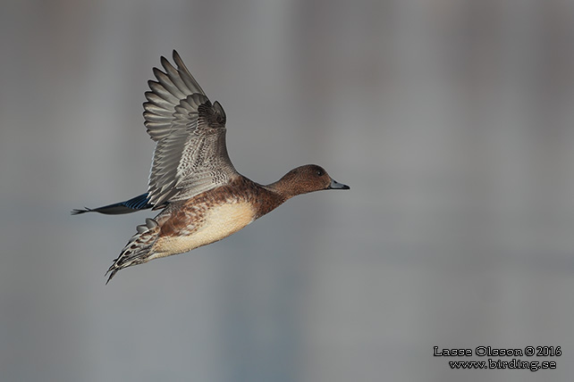 BLÄSAND / EURASIAN WIGEON (Mareca penelope) - stor bild / full size