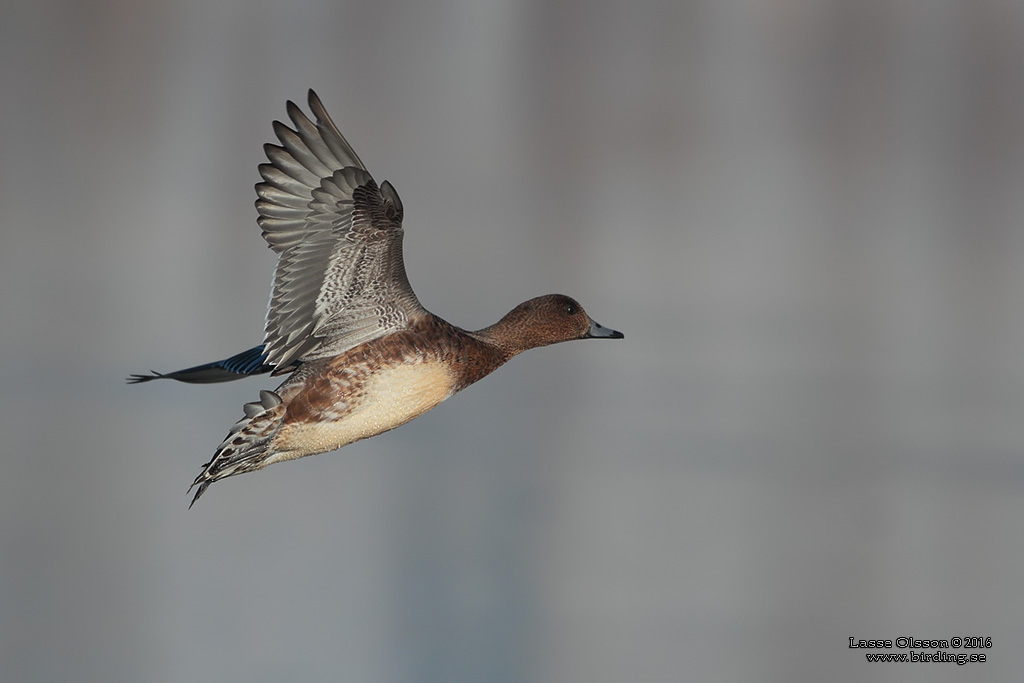 BLSAND / EURASIAN WIGEON (Mareca penelope) - Stng / Close