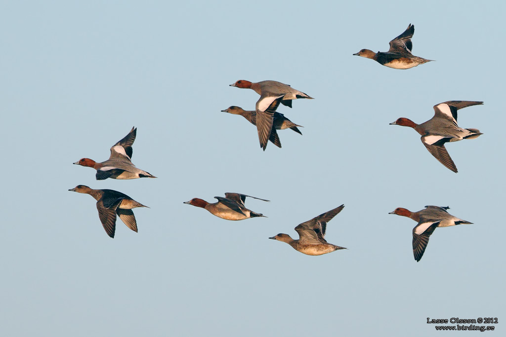 BLSAND / EURASIAN WIGEON (Mareca penelope) - Stng / Close