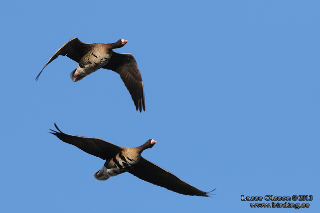 BLÄSGÅS / WHITE-FRONTED GOOSE (Anser albifrons) - stor bild / full size