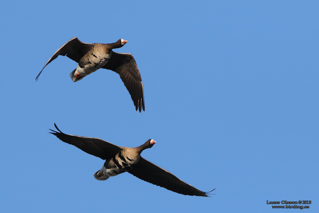 BLSGS / WHITE-FRONTED GOOSE (Anser albifrons) - Stng / Close
