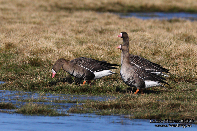 BLSGS / WHITE-FRONTED GOOSE (Anser albifrons) - stor bild / full size