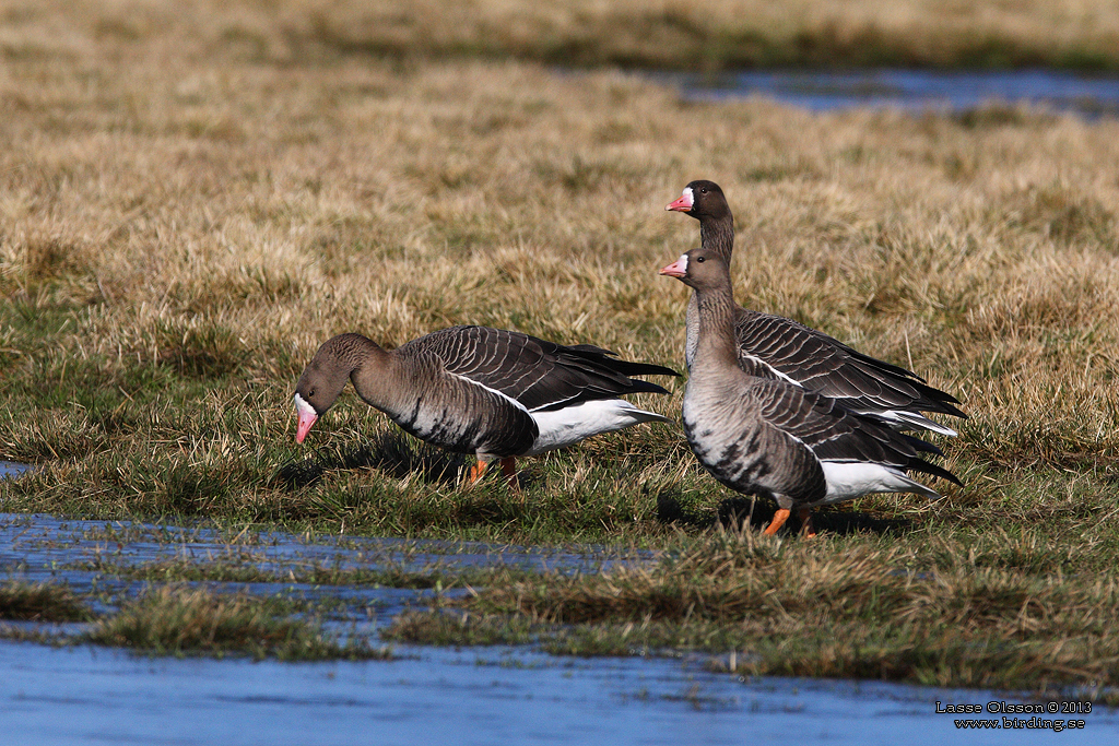 BLSGS / WHITE-FRONTED GOOSE (Anser albifrons) - Stng / Close