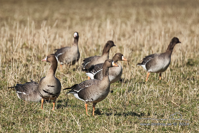 BLÄSGÅS / WHITE-FRONTED GOOSE (Anser albifrons) - stor bild / full size