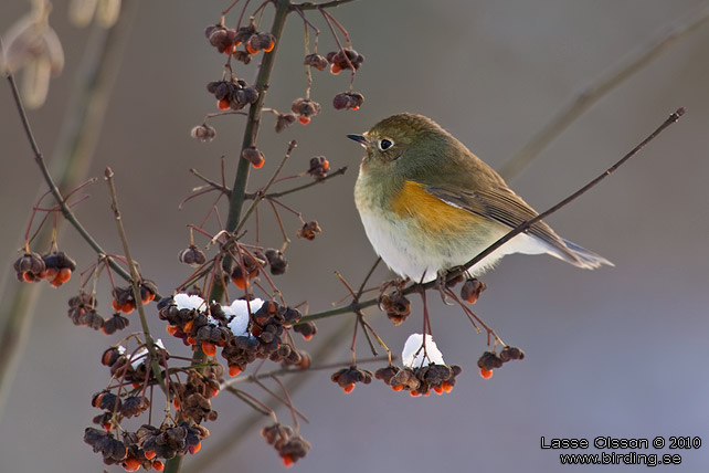 TAJGABLSTJRT / RED-FLANKED BLUETAIL (Tarsiger cyanurus) - stor bild / full size