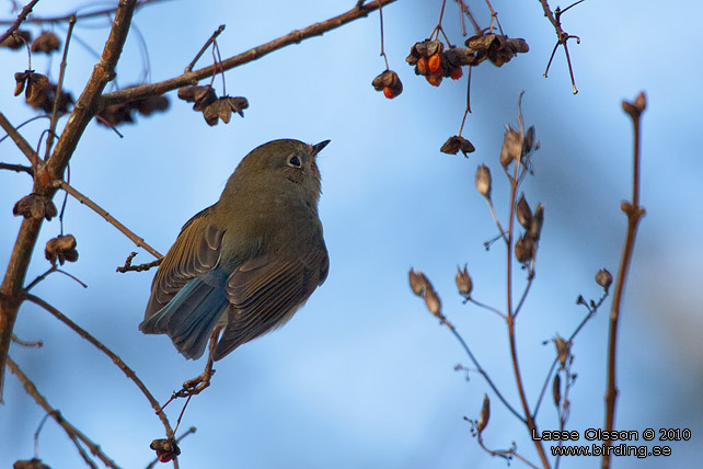 TAJGABLSTJRT / RED-FLANKED BLUETAIL (Tarsiger cyanurus) - stor bild / full size