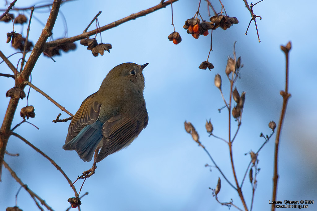 BLSTJRT / RED-FLANKED BLUETAIL (Tarsiger cyanurus) - Stng / Close