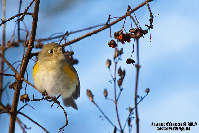 TAJGABLSTJRT / RED-FLANKED BLUETAIL (Tarsiger cyanurus) - stor bild / full size