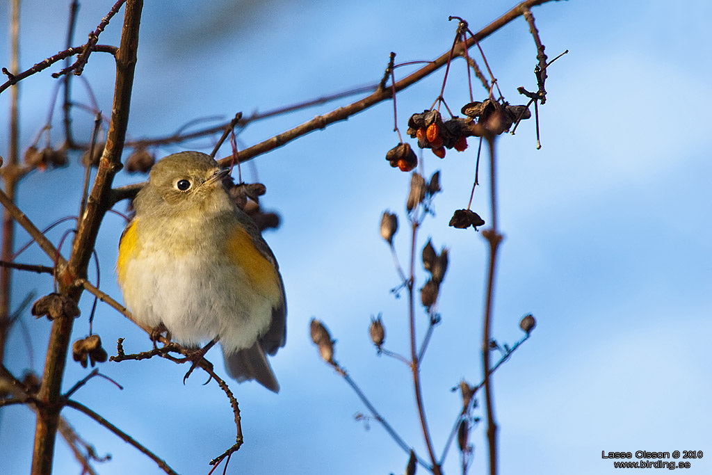 BLSTJRT / RED-FLANKED BLUETAIL (Tarsiger cyanurus) - Stng / Close