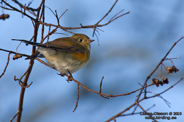 TAJGABLSTJRT / RED-FLANKED BLUETAIL (Tarsiger cyanurus) - stor bild / full size