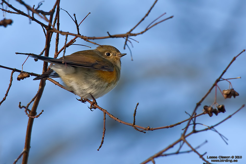 BLSTJRT / RED-FLANKED BLUETAIL (Tarsiger cyanurus) - Stng / Close