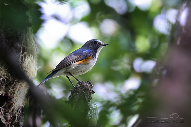 TAJGABLÅSTJÄRT / RED-FLANKED BLUETAIL (Tarsiger cyanurus) - stor bild / full size