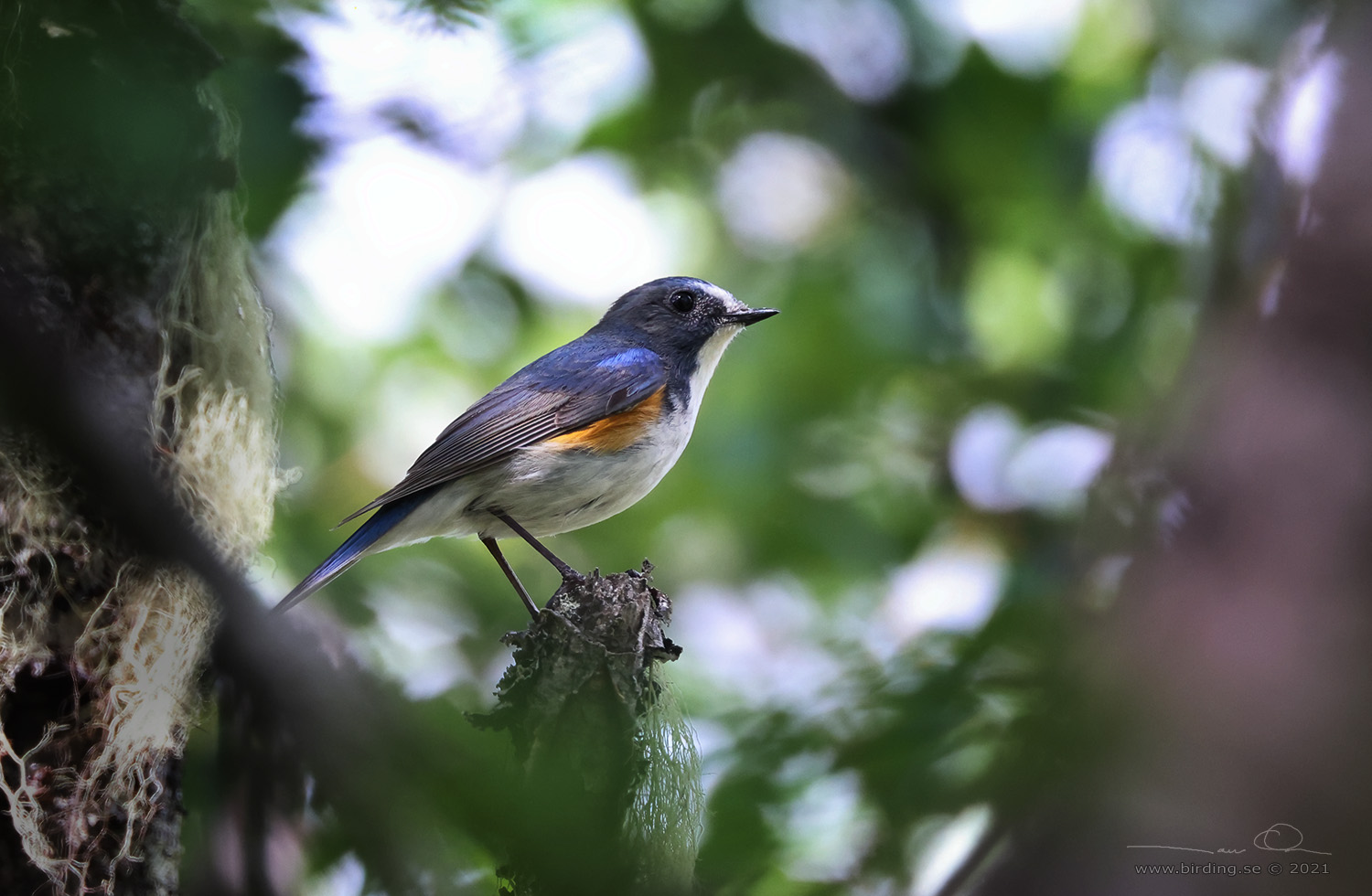 BLSTJRT / RED-FLANKED BLUETAIL (Tarsiger cyanurus) - Stng / Close