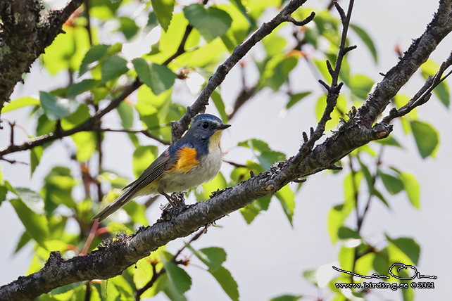 TAJGABLÅSTJÄRT / RED-FLANKED BLUETAIL (Tarsiger cyanurus) - stor bild / full size