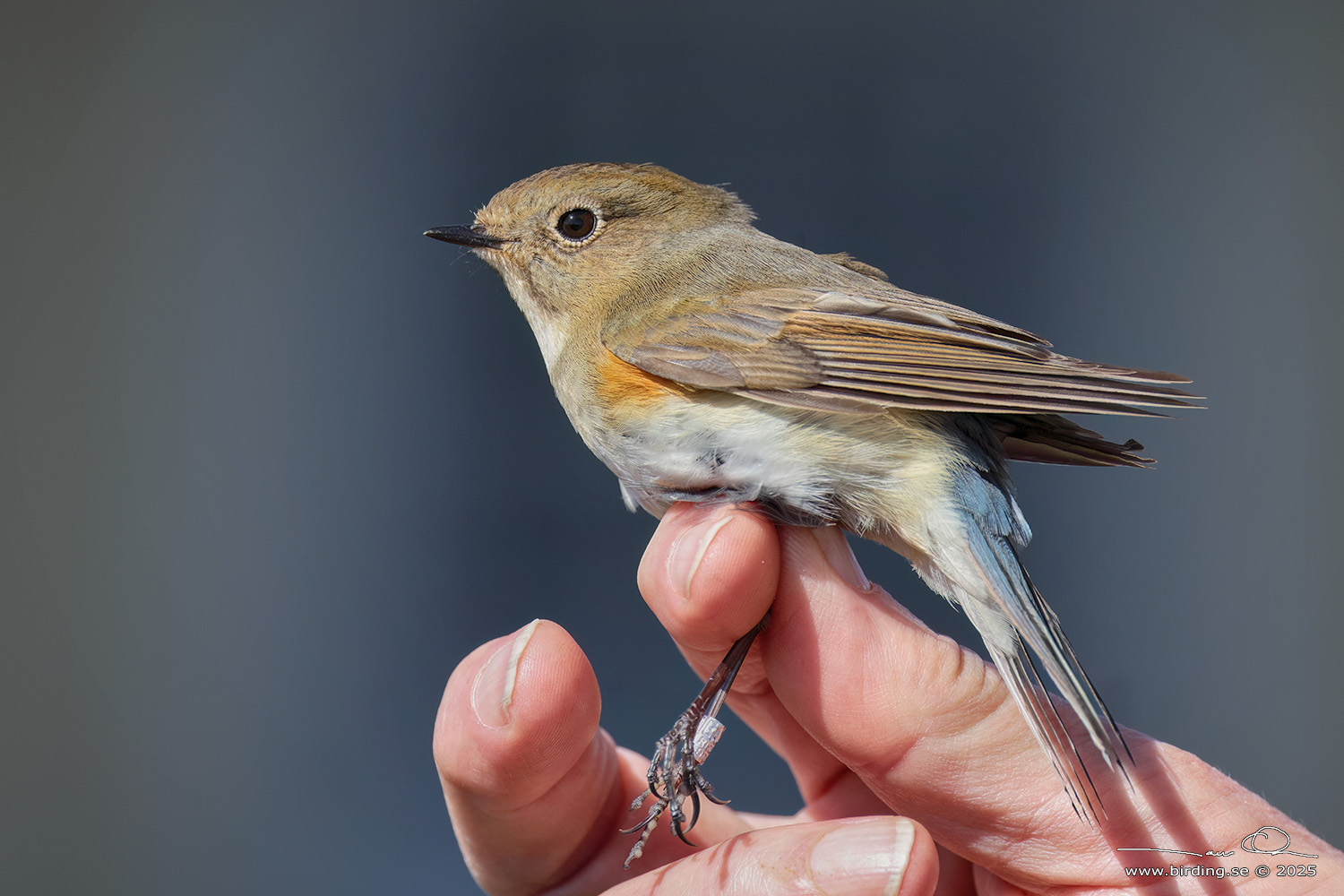 BLSTJRT / RED-FLANKED BLUETAIL (Tarsiger cyanurus) - Stng / Close