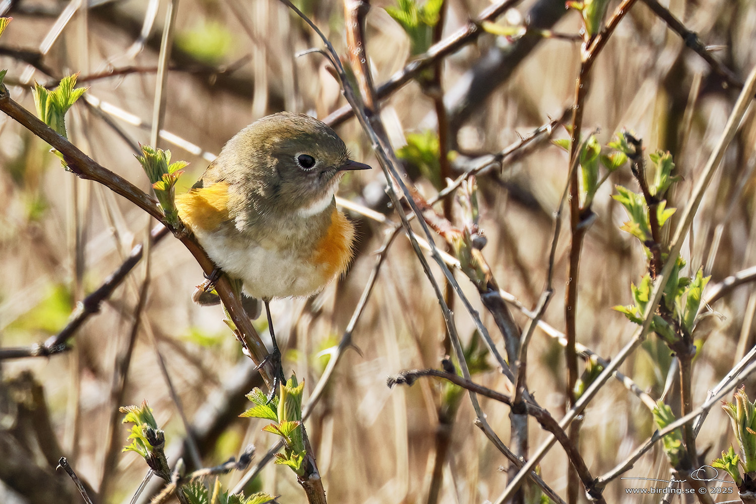 BLSTJRT / RED-FLANKED BLUETAIL (Tarsiger cyanurus) - Stng / Close
