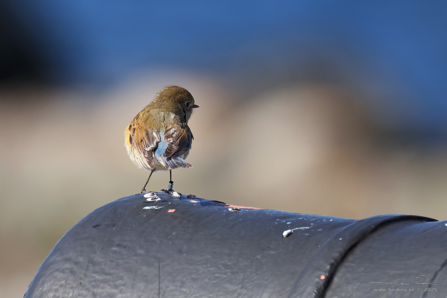 BLSTJRT / RED-FLANKED BLUETAIL (Tarsiger cyanurus) - Stng / Close