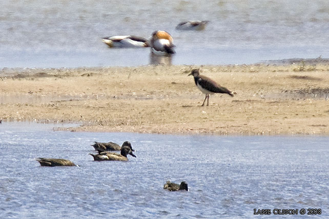 BLVINGAD RTA / BLUE-WINGED TEAL (Spatula discors)