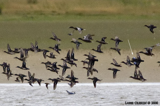 BLVINGAD RTA / BLUE-WINGED TEAL (Spatula discors)