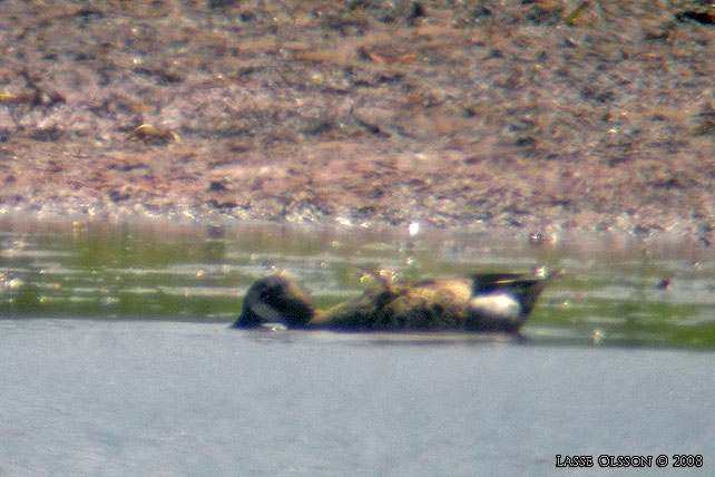 BLVINGAD RTA / BLUE-WINGED TEAL (Spatula discors)