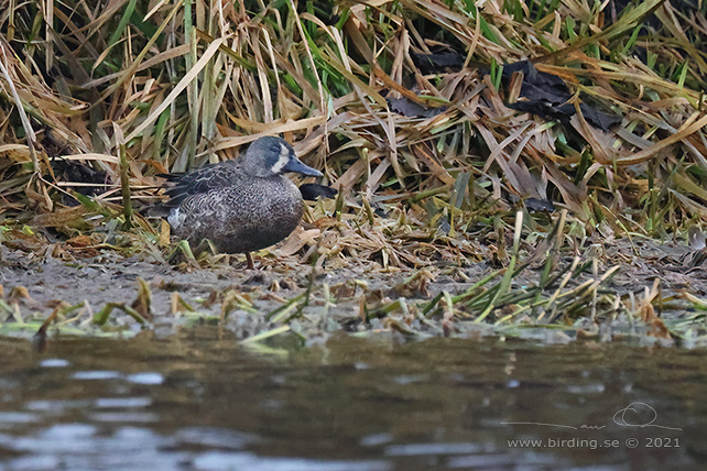 BLÅVINGAD ÅRTA / BLUE-WINGED TEAL (Spatula discors)