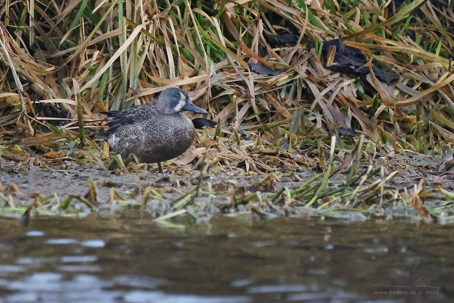BLVINGAD RTA / BLUE-WINGED TEAL (Spatula discors) - Stäng / Close