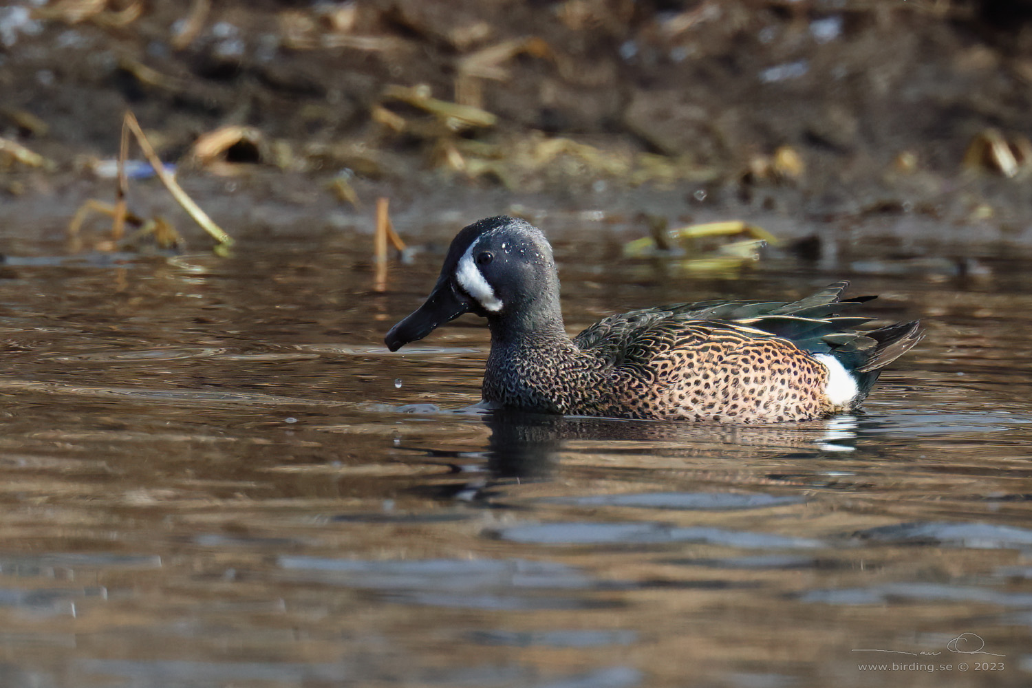 BLVINGAD RTA / BLUE-WINGED TEAL (Spatula discors) - Stäng / Close