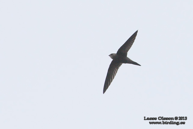 BLEK TORNSEGLARE / PALLID SWIFT (Apus pallidus) - STOR BILD / FULL SIZE