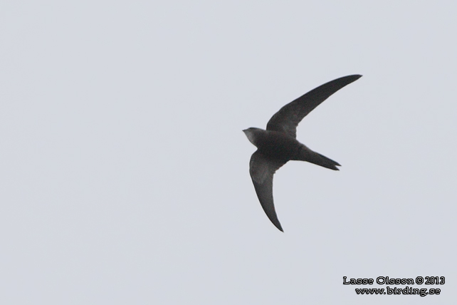 BLEK TORNSEGLARE / PALLID SWIFT (Apus pallidus) - STOR BILD / FULL SIZE