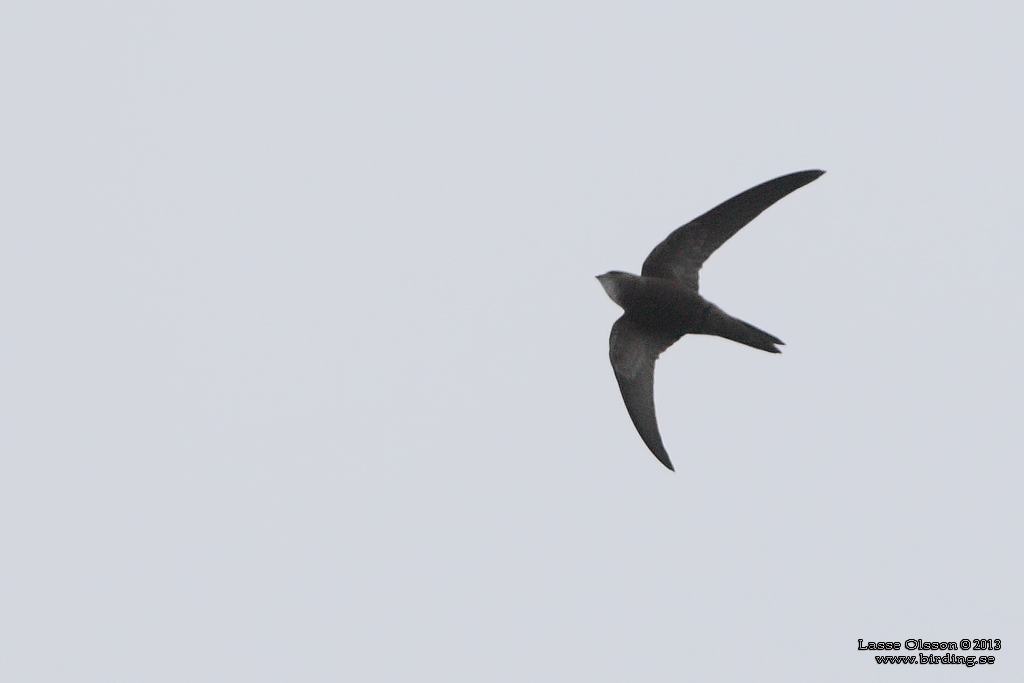 BLEK TORNSEGLARE / PALLID SWIFT (Apus pallidus) - Stäng / Close