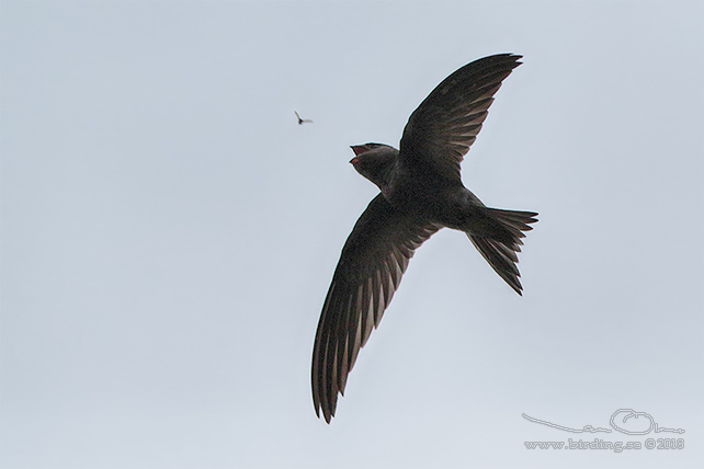 BLEK TORNSEGLARE / PALLID SWIFT (Apus pallidus) - STOR BILD / FULL SIZE