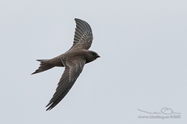 BLEK TORNSEGLARE / PALLID SWIFT (Apus pallidus) - STOR BILD / FULL SIZE