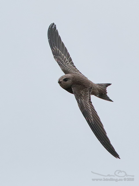 BLEK TORNSEGLARE / PALLID SWIFT (Apus pallidus) - STOR BILD / FULL SIZE