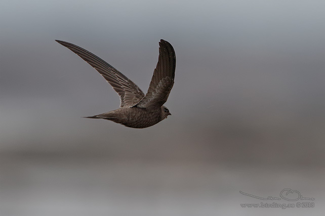 BLEK TORNSEGLARE / PALLID SWIFT (Apus pallidus) - STOR BILD / FULL SIZE