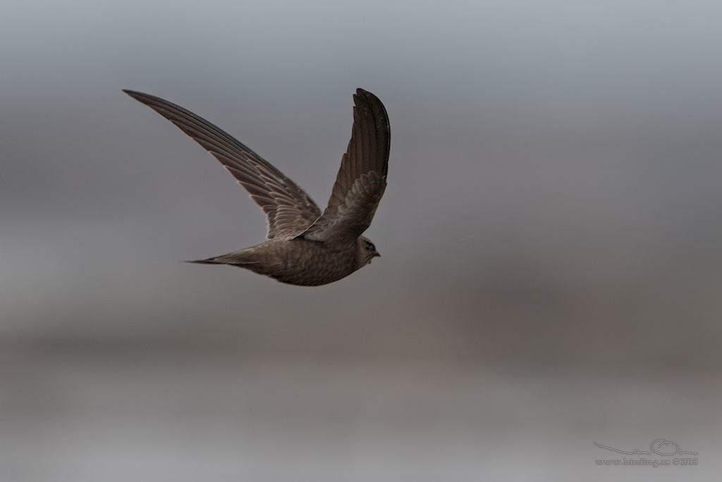 BLEK TORNSEGLARE / PALLID SWIFT (Apus pallidus) - Stäng / Close