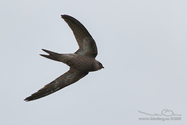 BLEK TORNSEGLARE / PALLID SWIFT (Apus pallidus) - STOR BILD / FULL SIZE