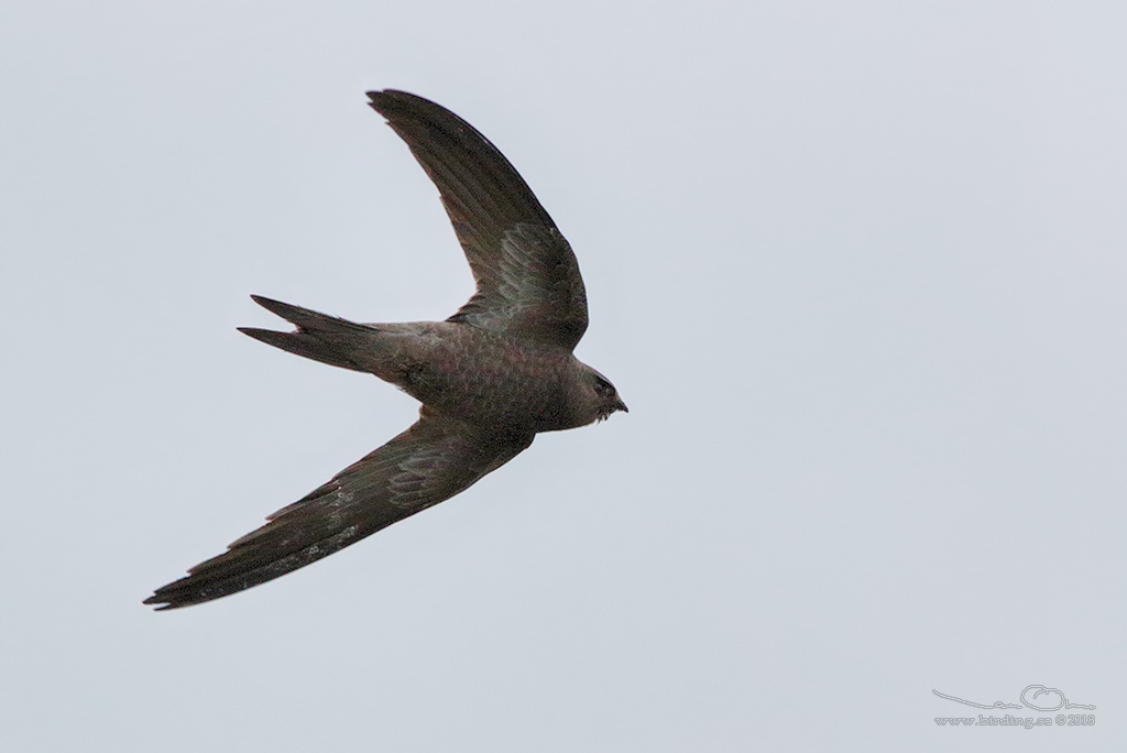 BLEK TORNSEGLARE / PALLID SWIFT (Apus pallidus) - Stäng / Close